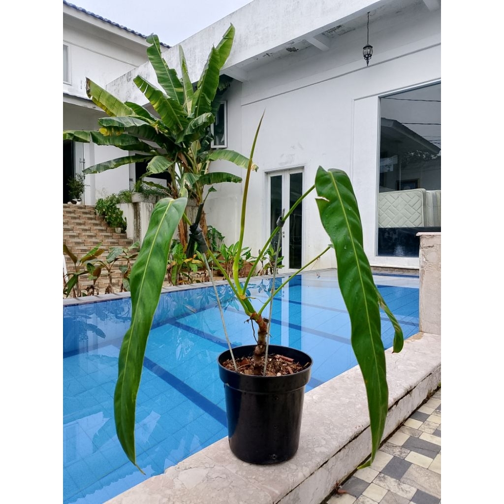 Philodendron Patriciae