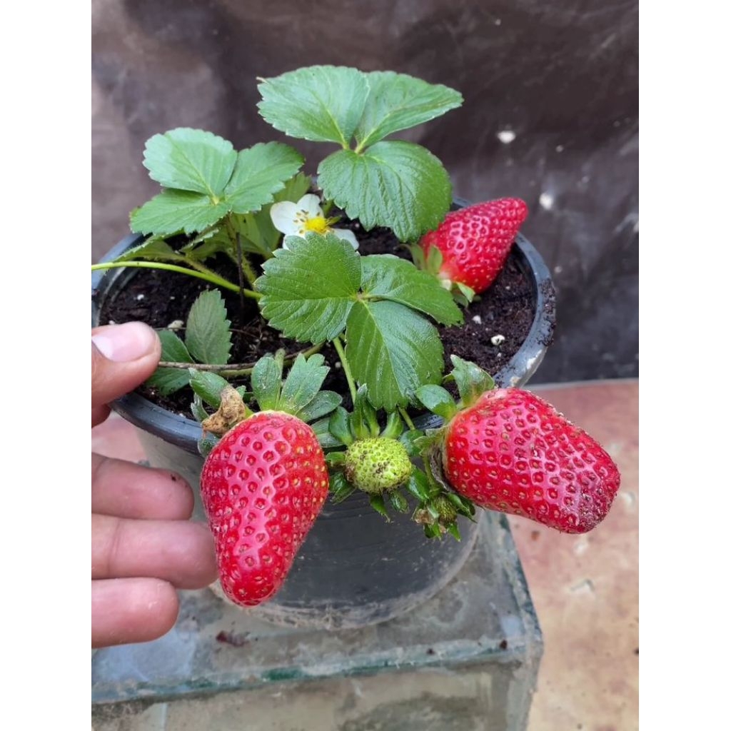 bibit strawberry jumbo manis
