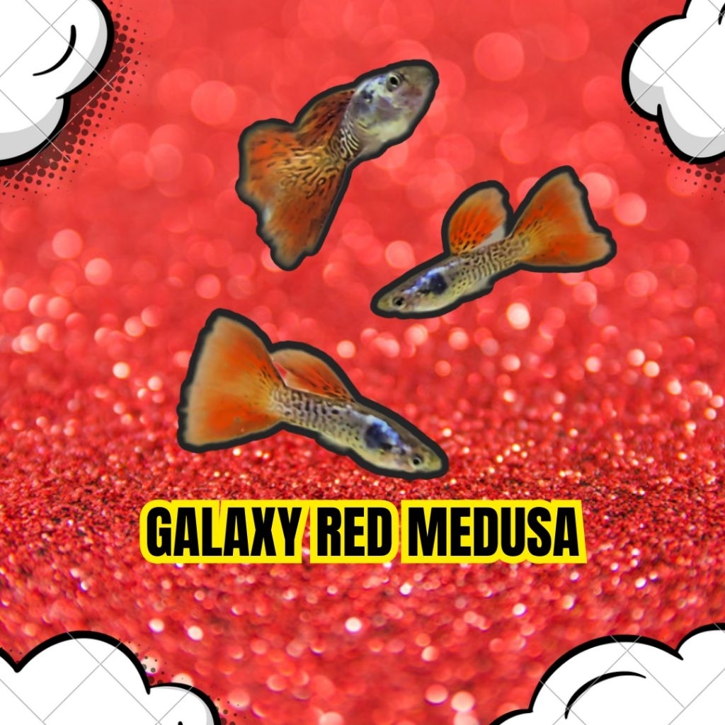 Hiasan Aquarium Guppy Galaxy Red Medusa