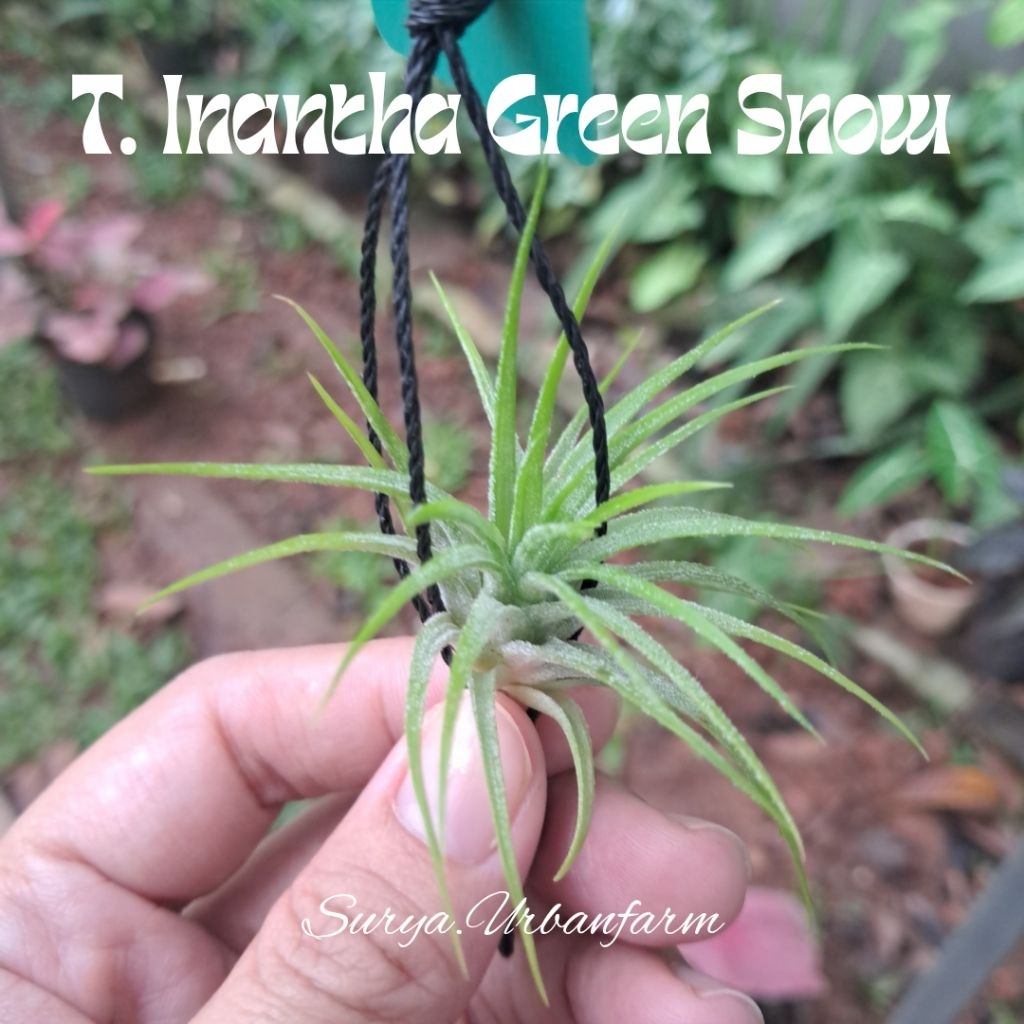 Tillandsia tilandsia Ionantha Green Snow Tanaman Udara airplant