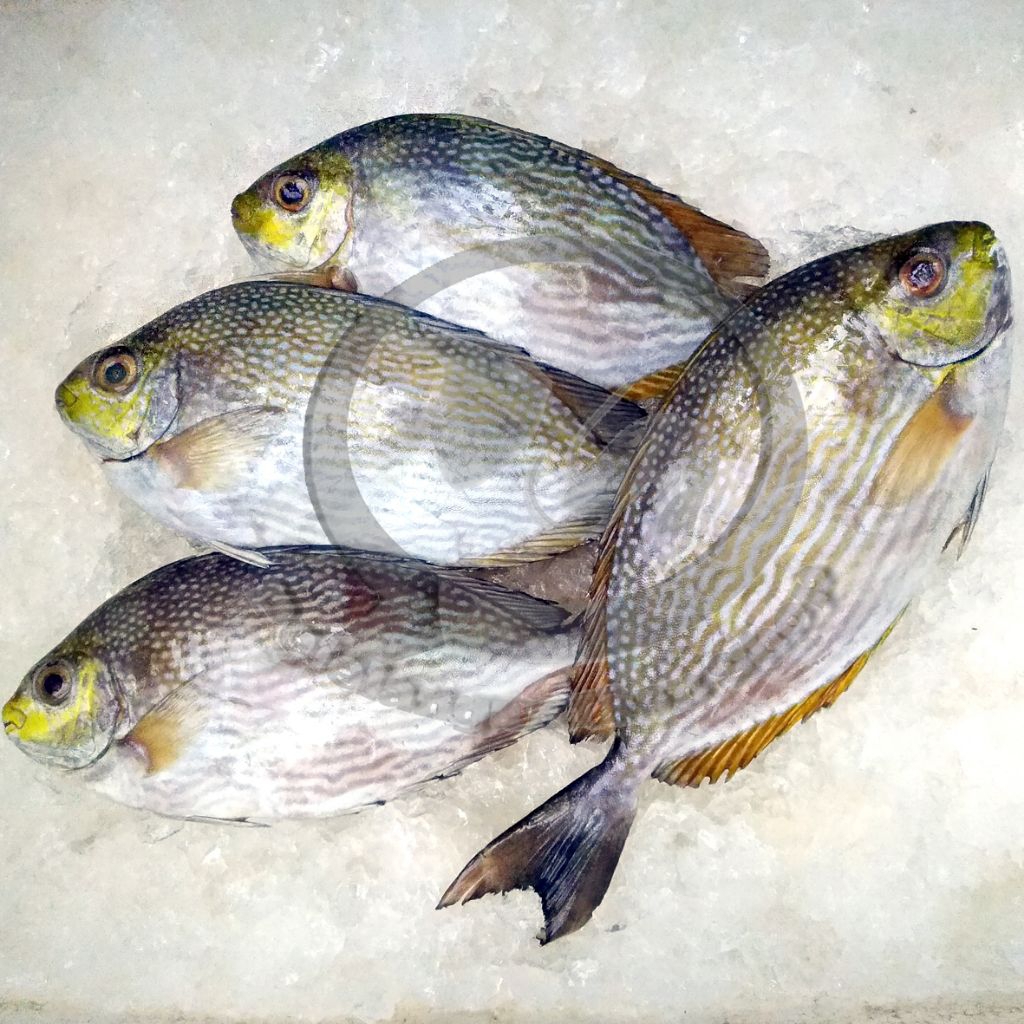 

Ikan Baronang segar 1 kg