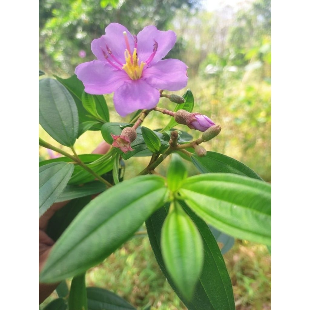 

Daun Senggani 1kg (1000gr)