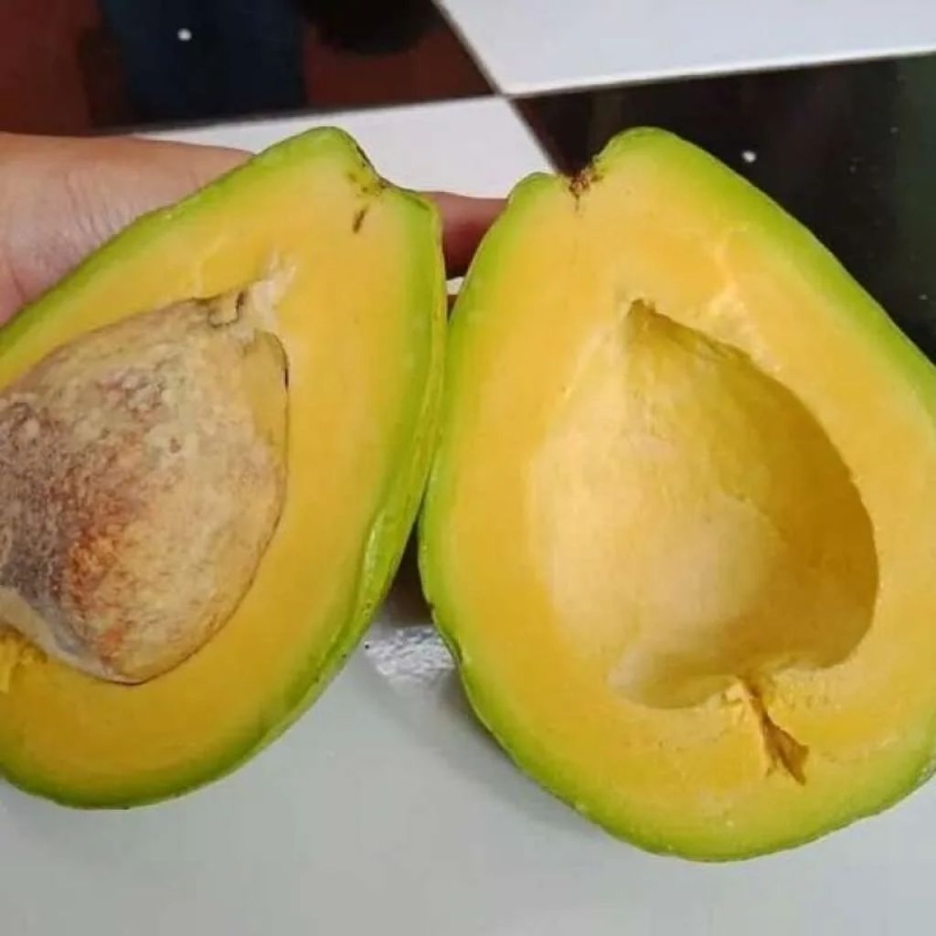 

Alpukat mentega (buttery avocado), 1 kg,2 kg,5 kg