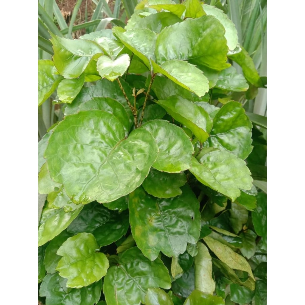 

MANGKOKAN/ MAMANGKOKAN 200 gram