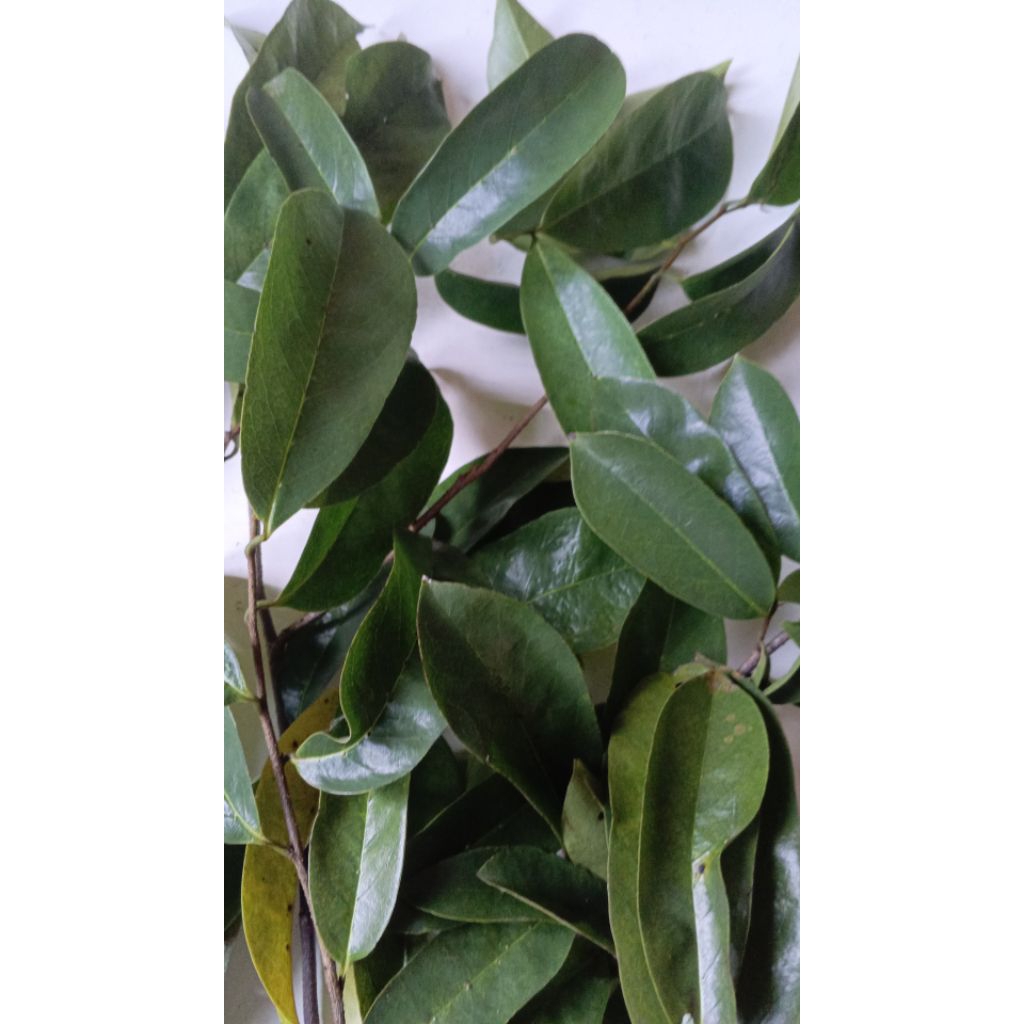 

daun sirsak tua fresh 100 lembar