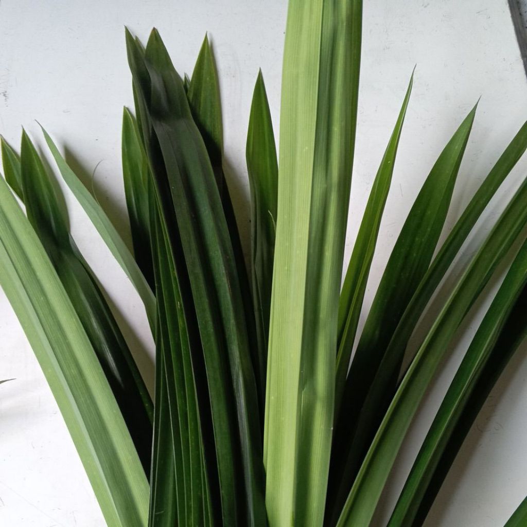 

daun pandan wangi segar 25 lembar harga promo