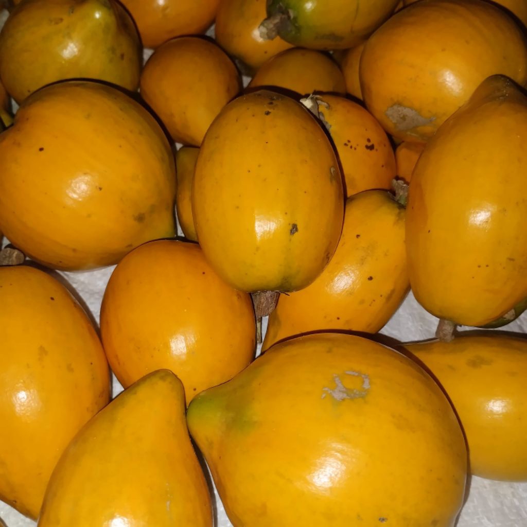 

Alkesa 500g Buah Alkesa Campoleh Sawo Mentega