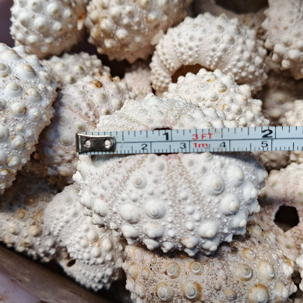 Cangkang kerang satuan bulu babi - cangkang landak laut ecer - bahan kerajinan ecer