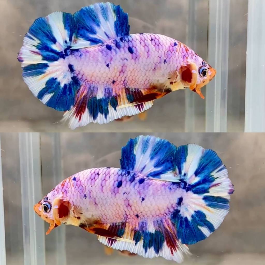 PROMO CUPANG CANDY MULTICOLOR KUALITAS TOP GRADE BEST SELLER