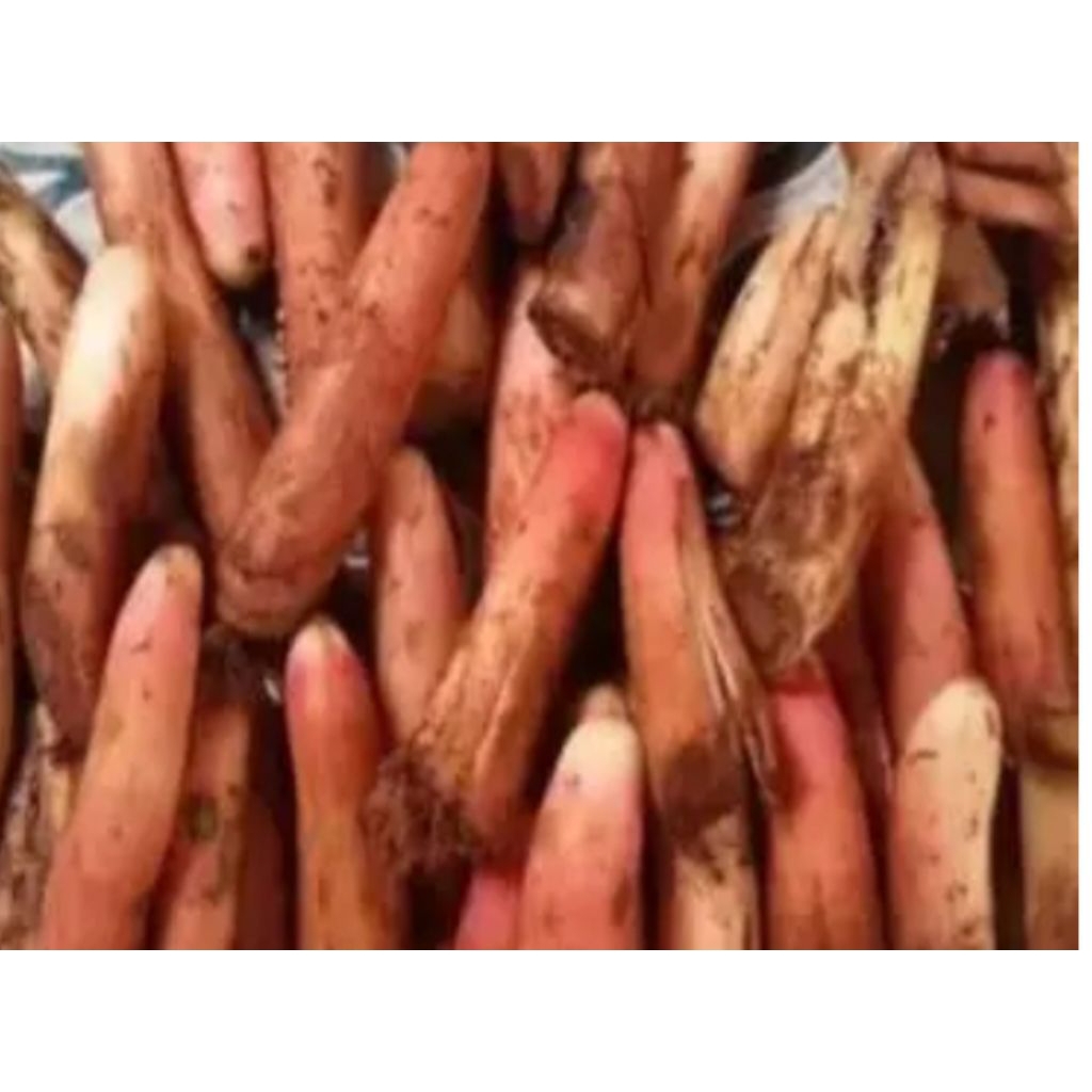 

akar pohon pinang 500g