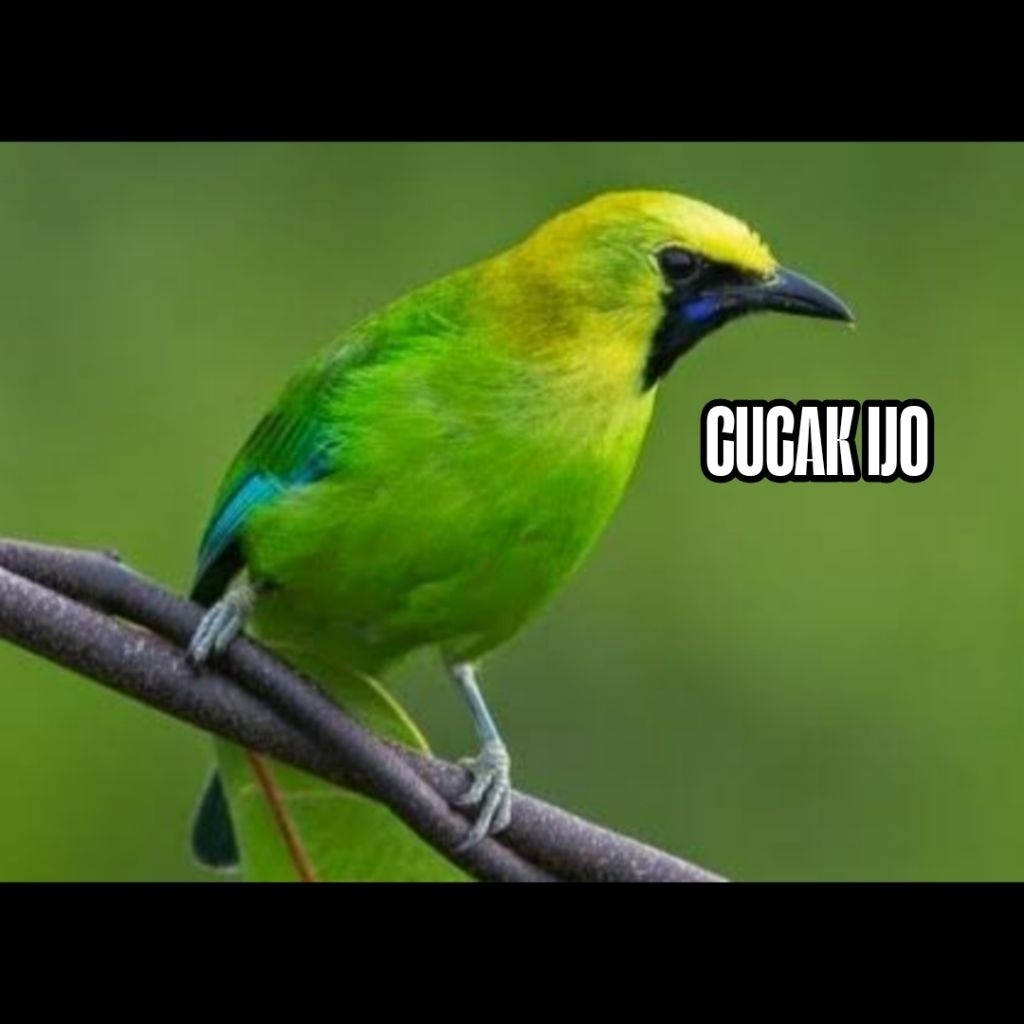 

Telur Burung cucakIjo fertil siap tetas