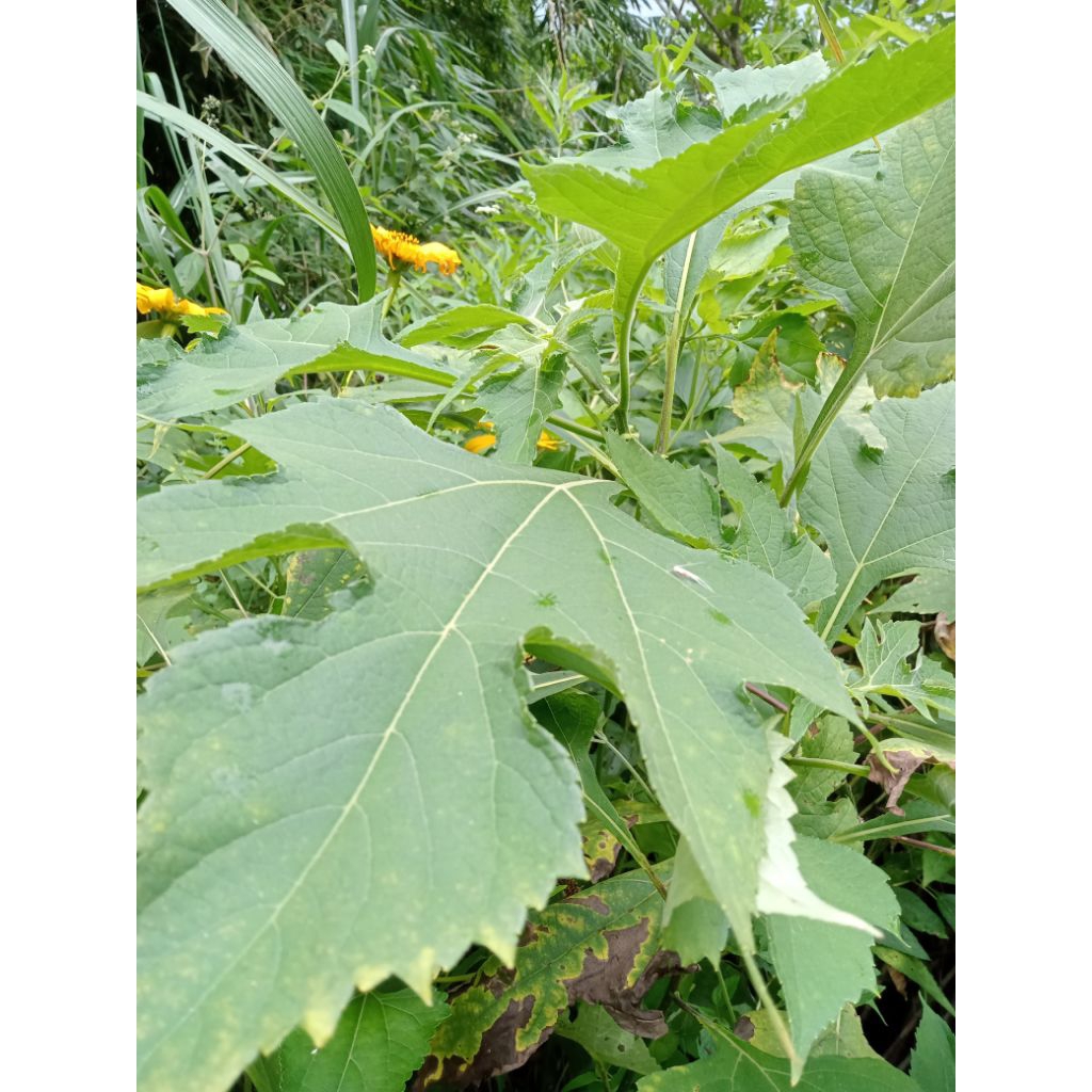 

Daun.insulin.atau.karinyuh.nagri.per.1kg