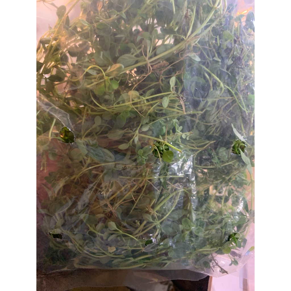 

Daun Thyme - 50gram