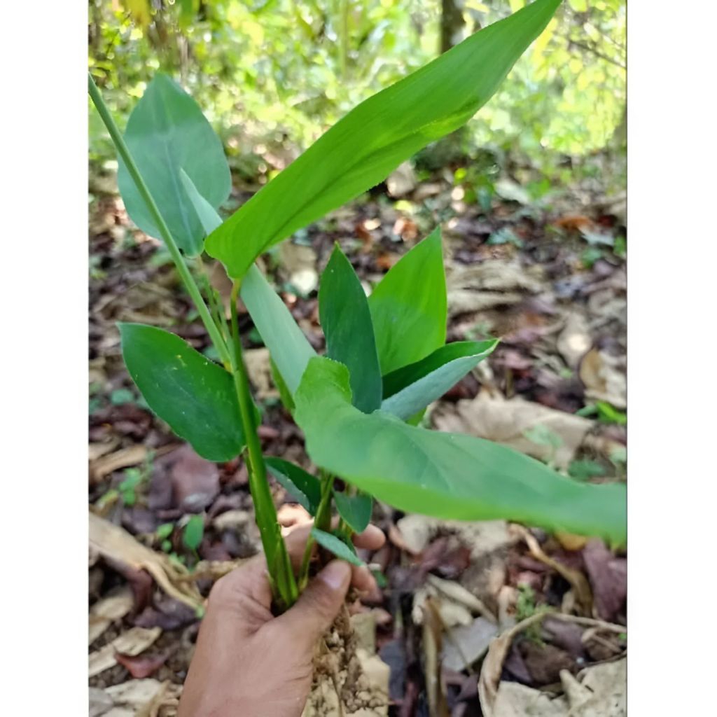 

BIBIT GARUT UMBI GARUT UBI GARUT 1 BATANG DIJAMIN FRESH HIDUP