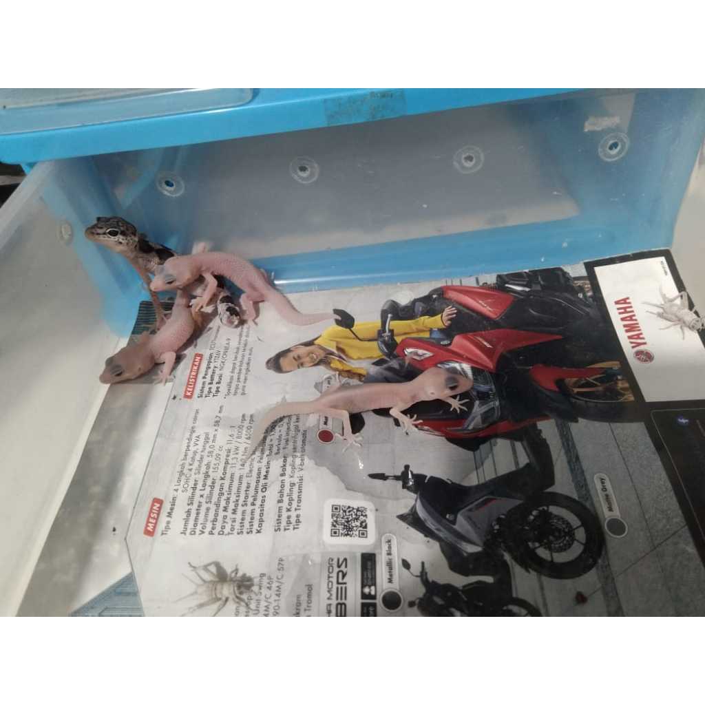 GECKO TERMURAH BABY DAN MINUS LOST DATA