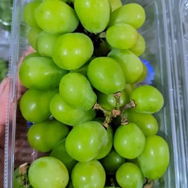 

Buah Anggur Shine Muscat 1 box