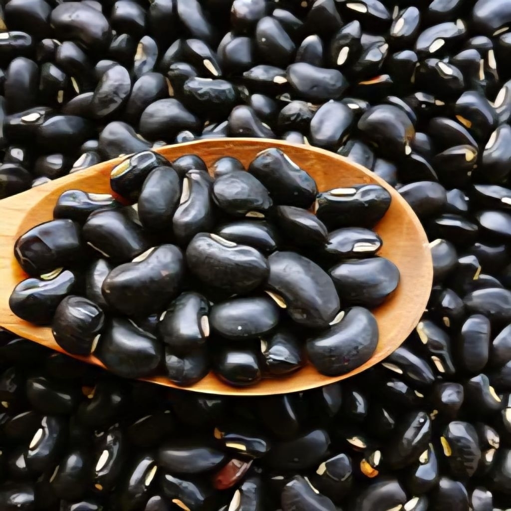 

Kedelai Hitam Biji Kacang Kedele hitam Malika Murah