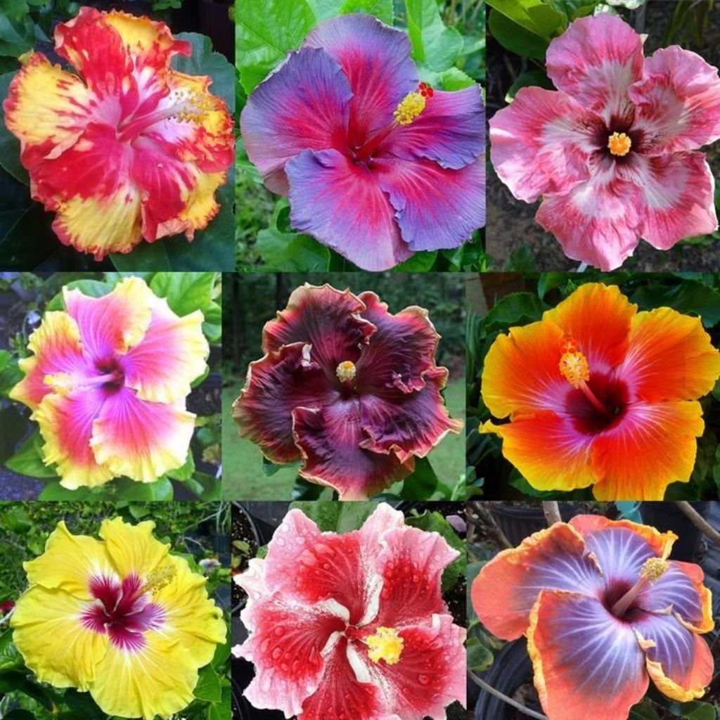 PAKETAN HEMAT 9 Bunga sepatu Hibiscus - Tanaman hias bunga sepatu - taman hias kembang sepatu - maca