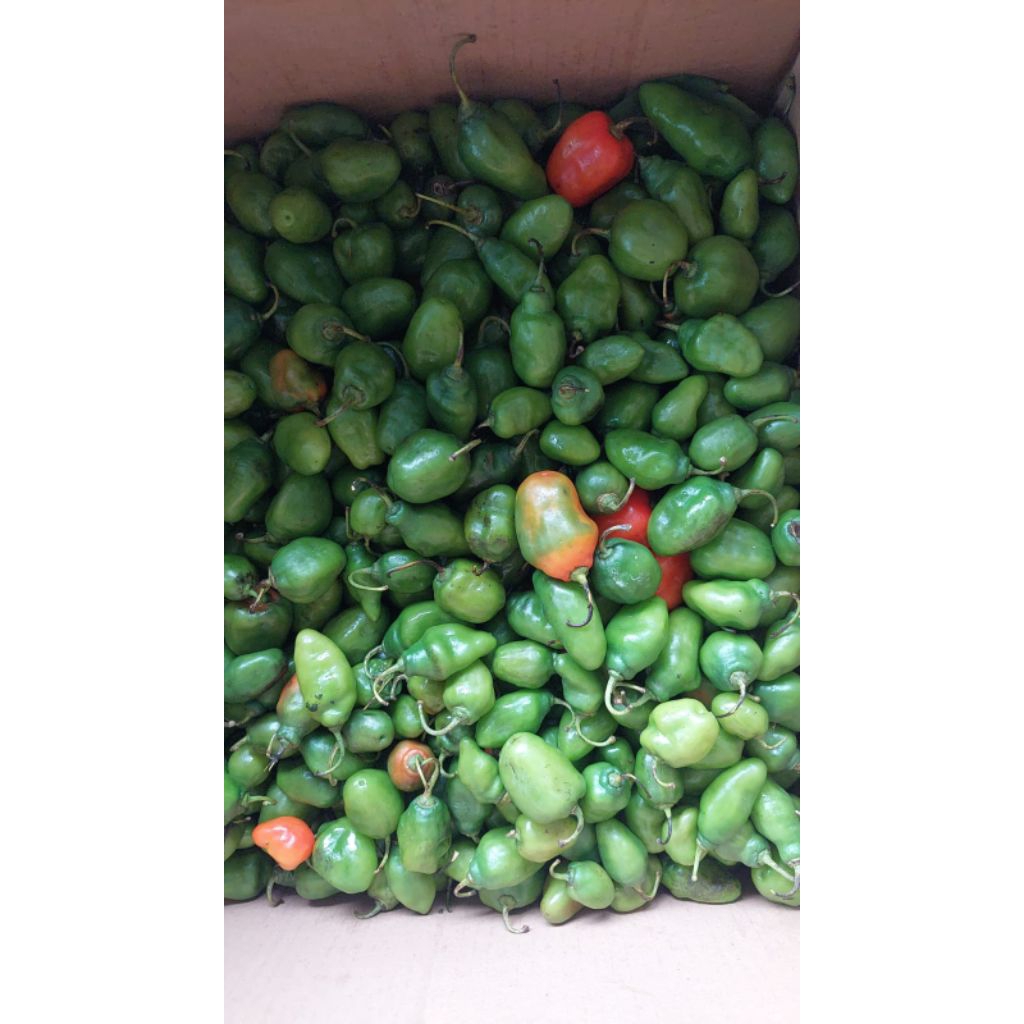 

CABE BENDOT VIRAL