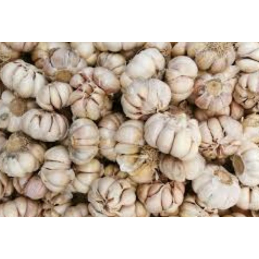 

bawang putih kemasan ½ kg