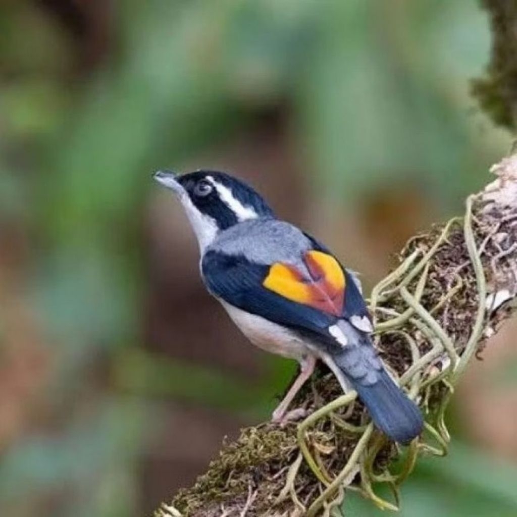 pentet kembang pilihan istimewa