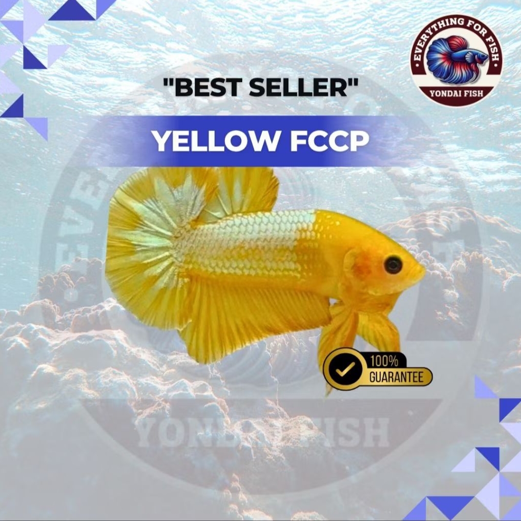 Cupang Yellow FCCP | TOP GRADE | BEST SELLER | SUPER YELLOW