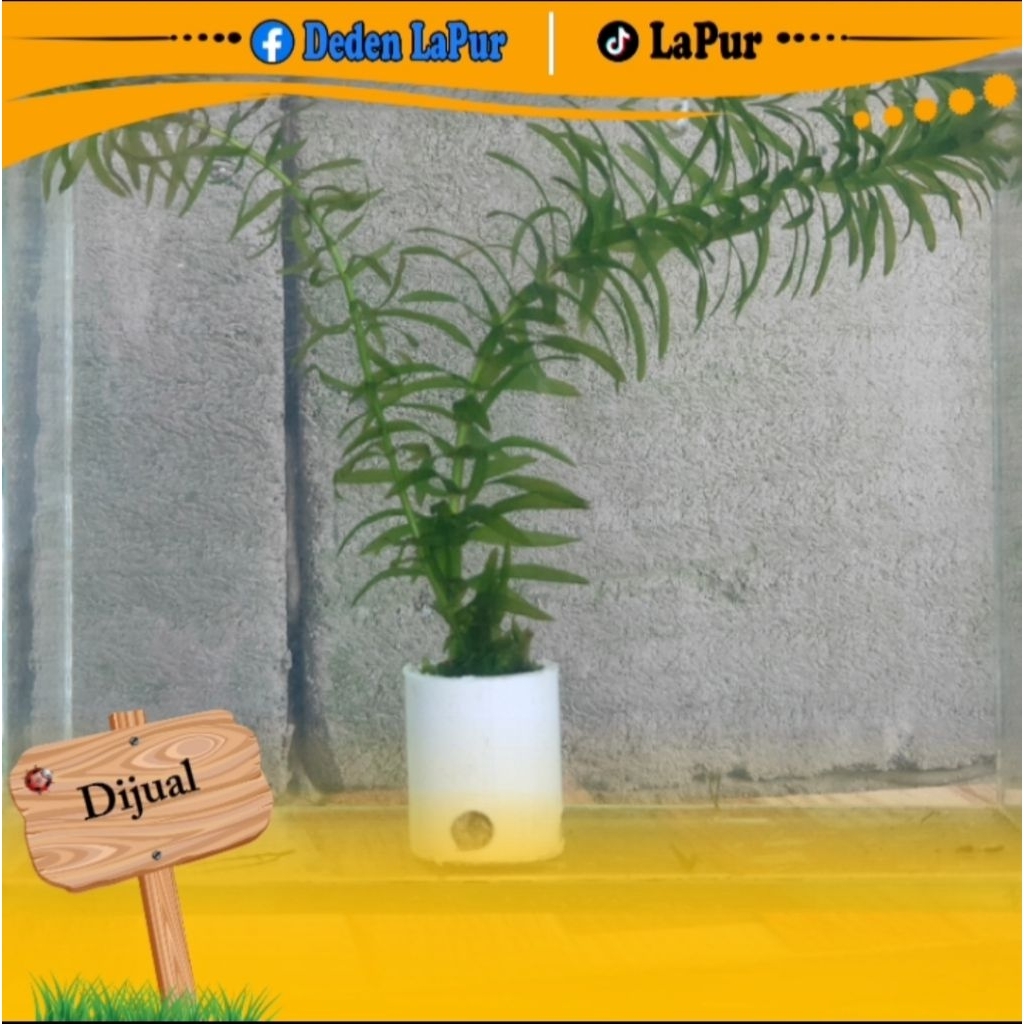 Tanaman air Hydrilla