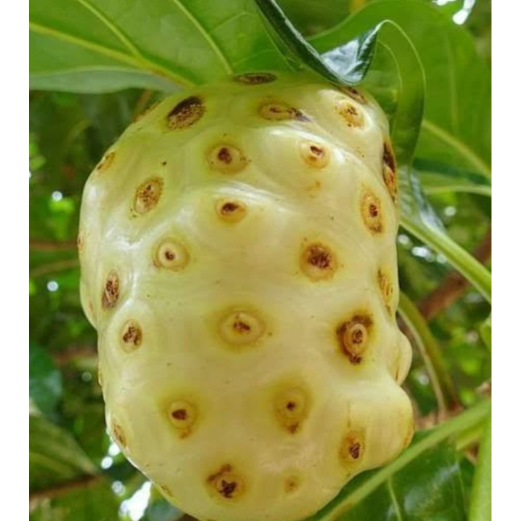 

Jual buah mengkudu segar petik langsung kuwalitas bagus 500 g