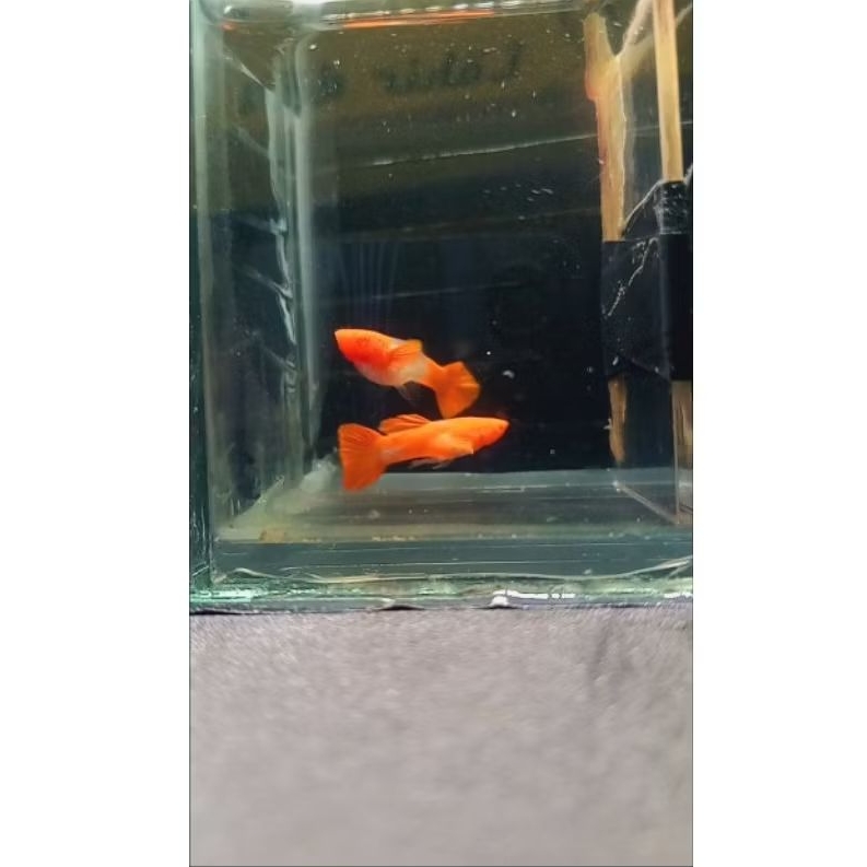 Miniatur GUPPY ALBINO KOI RED EAR NGALUNG GRADE A