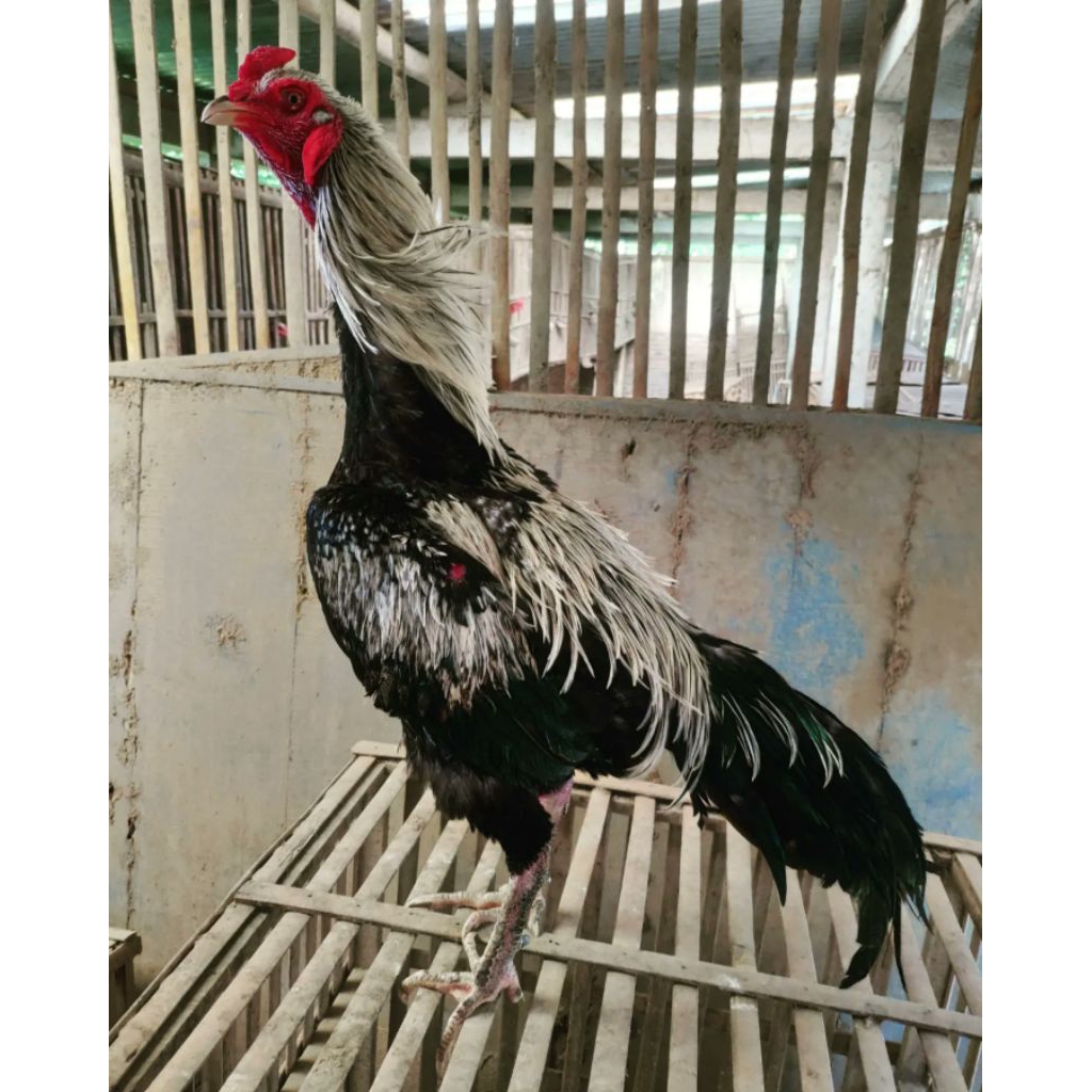 

paket hemat 3 telur ayam Mangon Fertil siap untuk ditetaskan