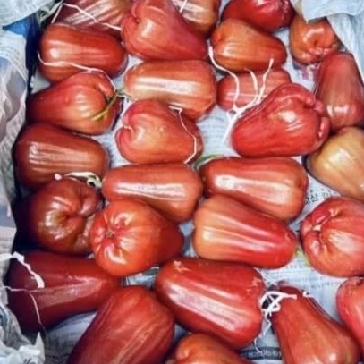 

jambu air jmbu citra 1 kg