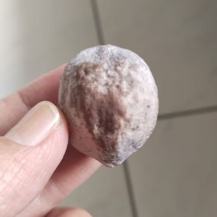 Kemiri Adu Muncang Adu Jayanti Si Poek Ori Batujajar Size Kecil