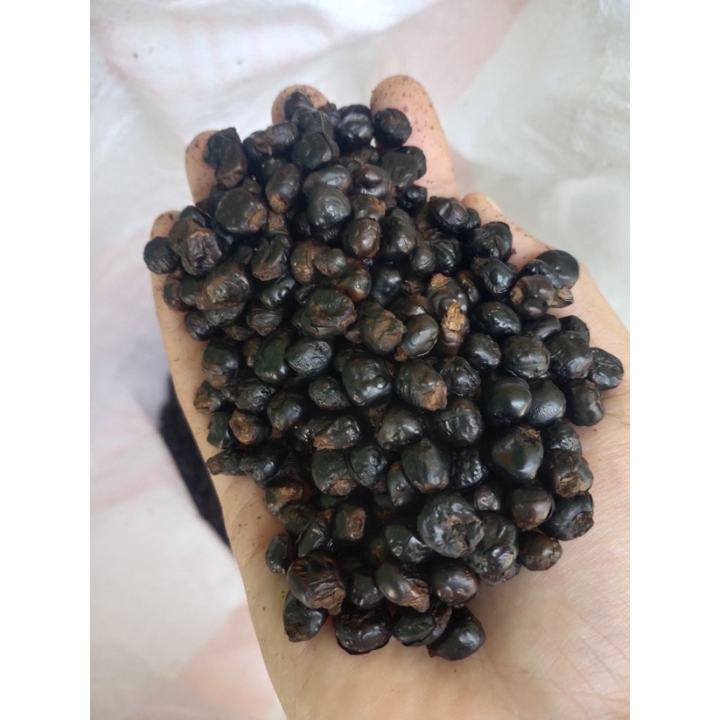 

JAGUNG ROASTING TANPA BAU LANGU 1000GRAM