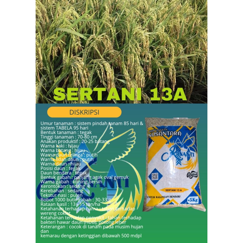 BENIH PADI SERTANI 13A Kemasan 5 KG