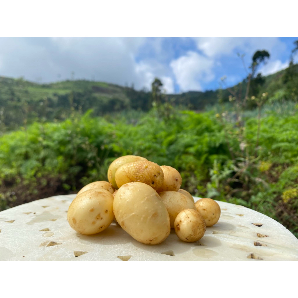 

KENTANG DIENG - KECIL isi 20 - 50 Biji - COCOK UNTUK DIET