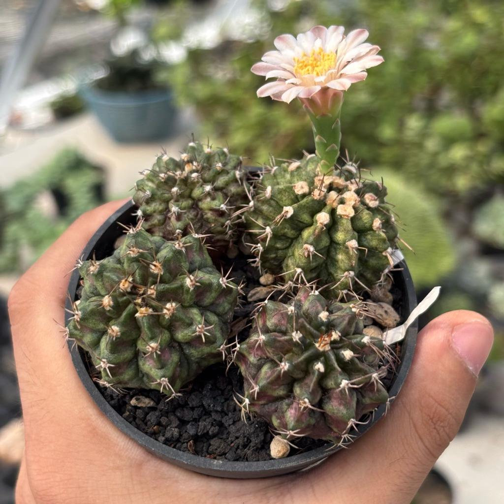 Kaktus Import Gymnocalycium T Series T Rex Hybrid