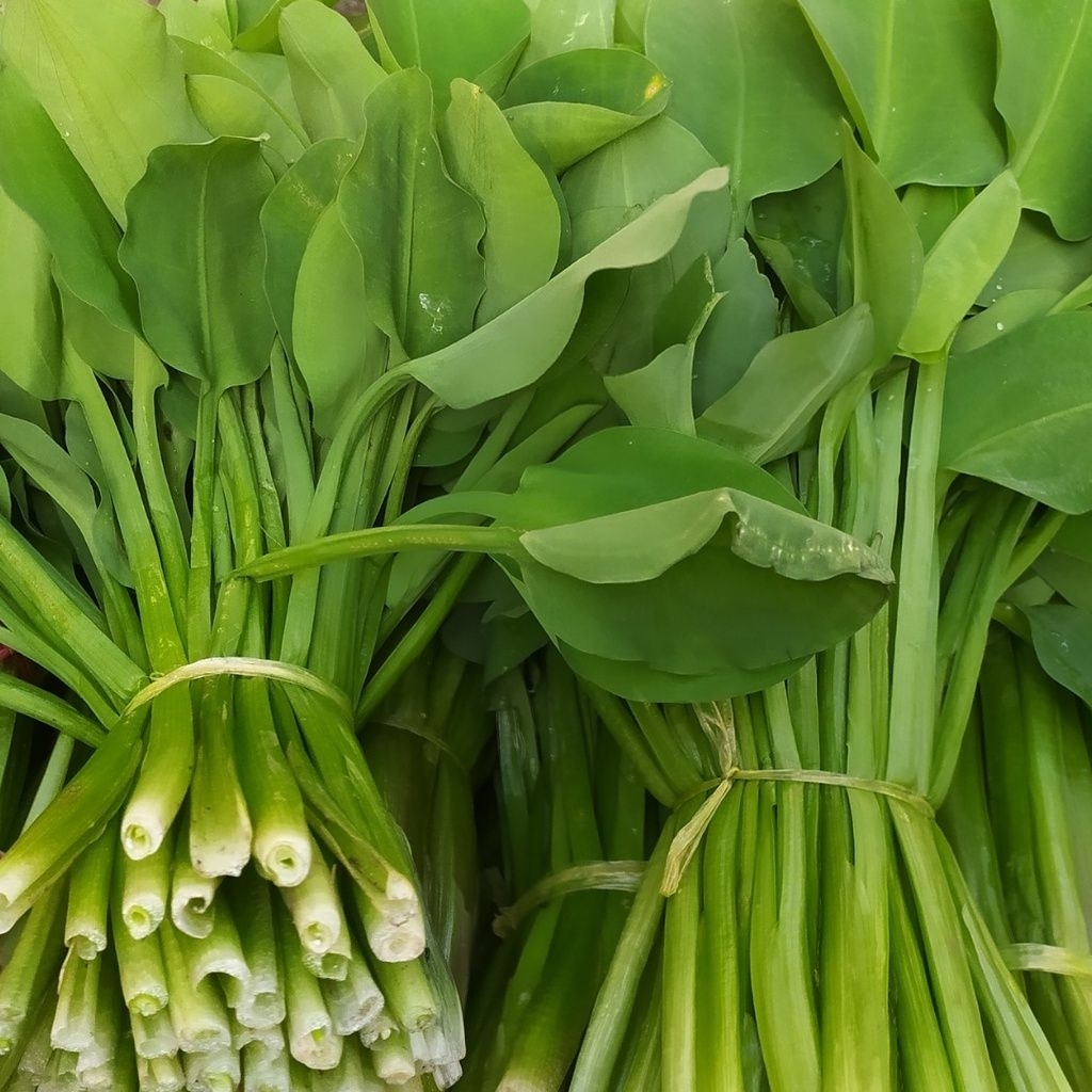 

sayur genyjer segar langsung petik jika ada order