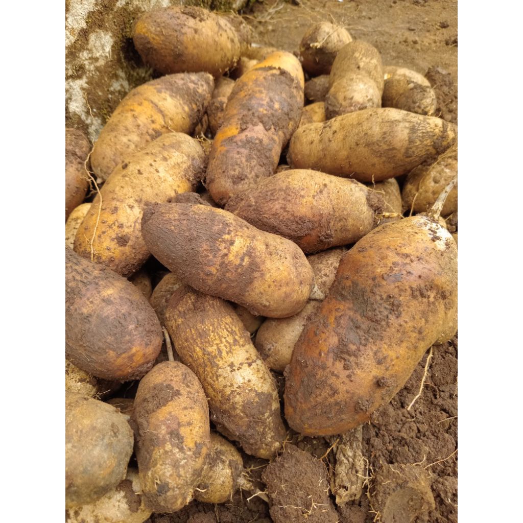 Gembili / Gembili Ketan / Mbili / Bili / Ubi Gembili