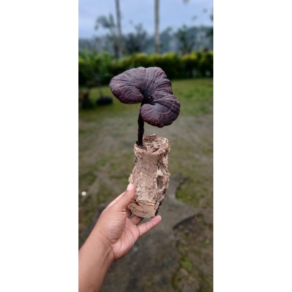 

ong tiing / jamur bambu