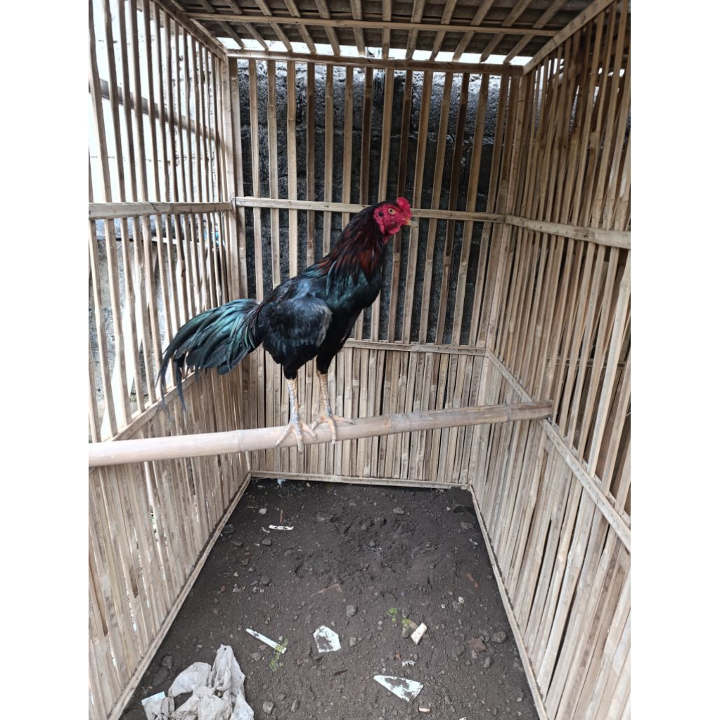 Ayam pakoy trah blackbull umur 7 bulan kirim via K4