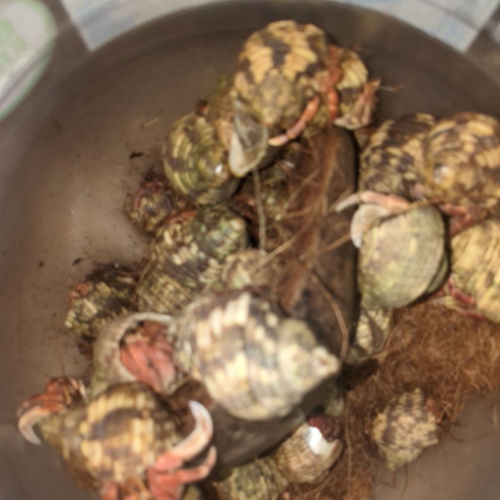 Coenobita rugosus size S M mix random kiloan