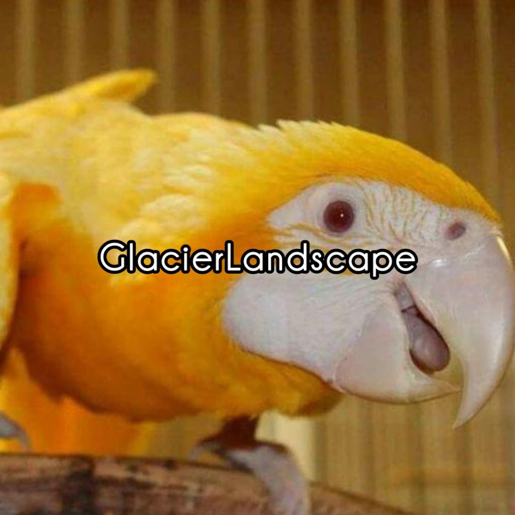 

Telur Fertil Macaw/Makaw Albino 100% Menetas