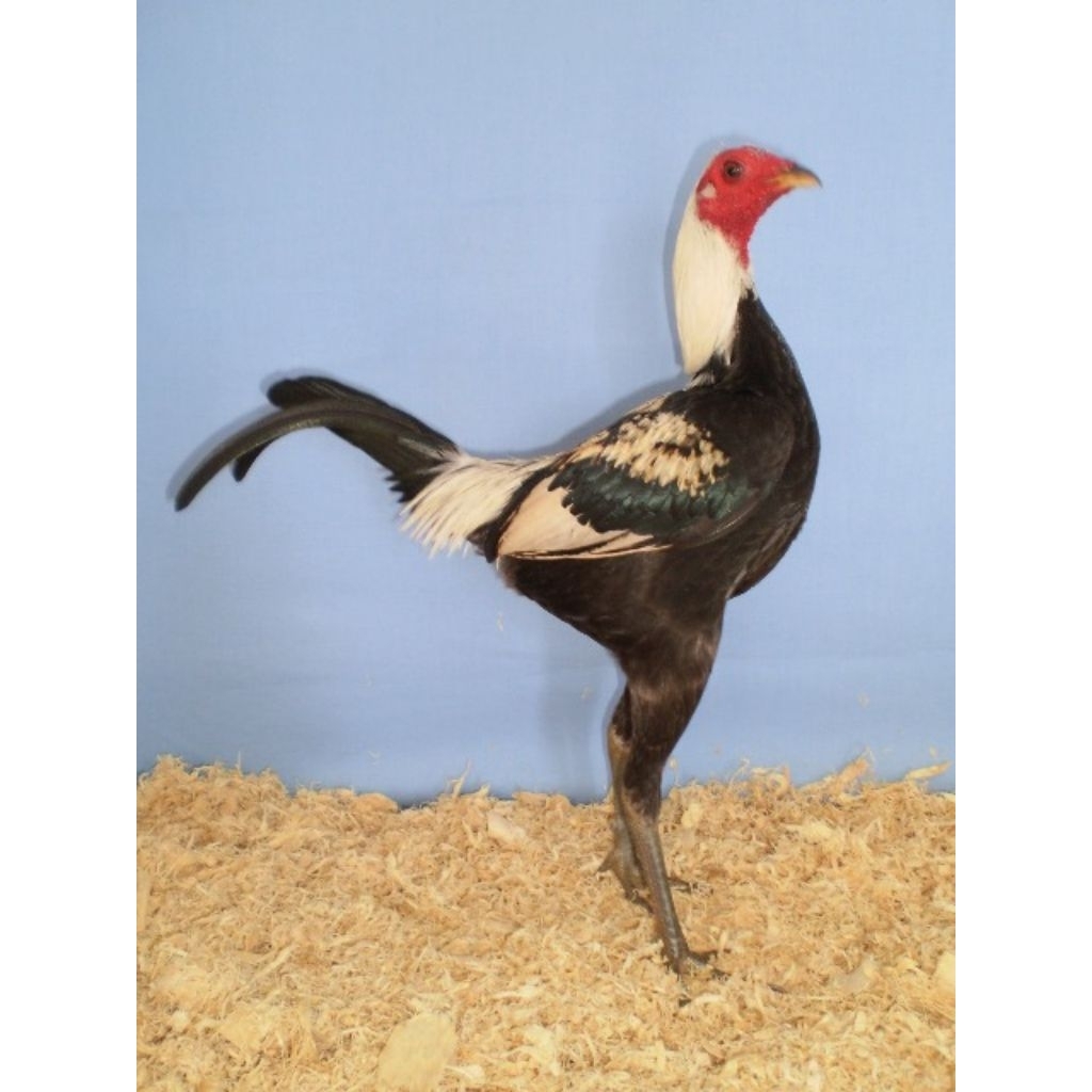 

paket hemat 5 Telur Ayam Hias MGB (Modern Game Bantams) Fertil Buat di Tetaskan