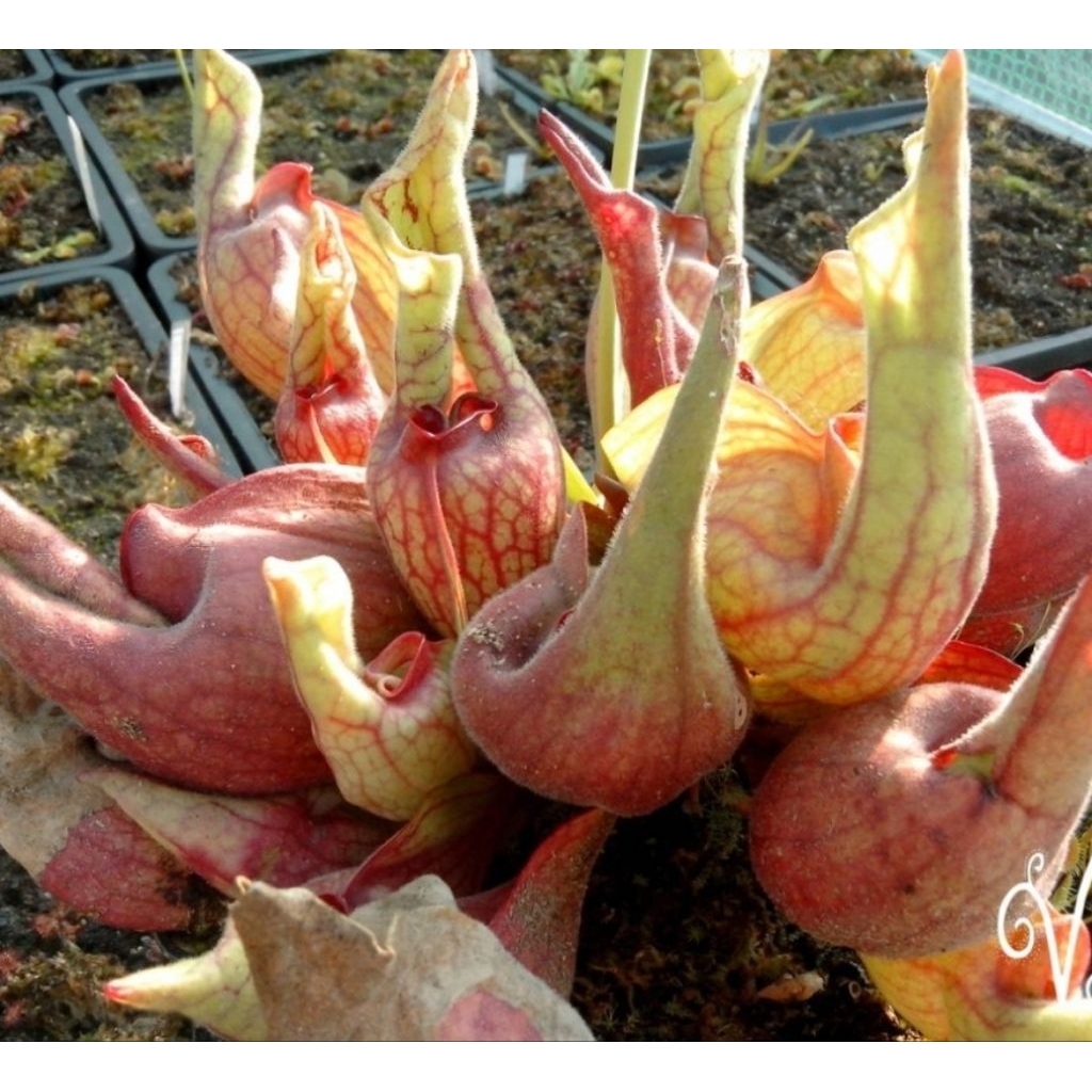 

Sarracenia Smurf limited edition