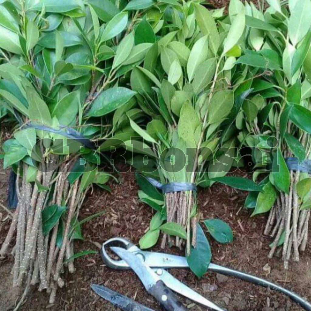 Batang Kimeng 50 Batang Bonus Ada