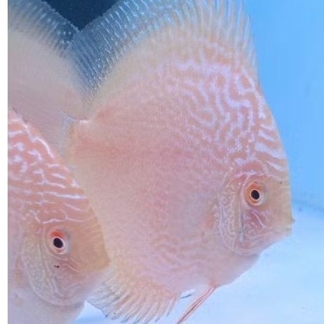 Discus aquascape / Discus white pigeon kualitas terbaik