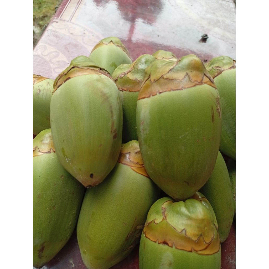 

TEMBULUK KELAPA /PENTIL KELAPA HARGA PER 3 BIJI PALING MURAH