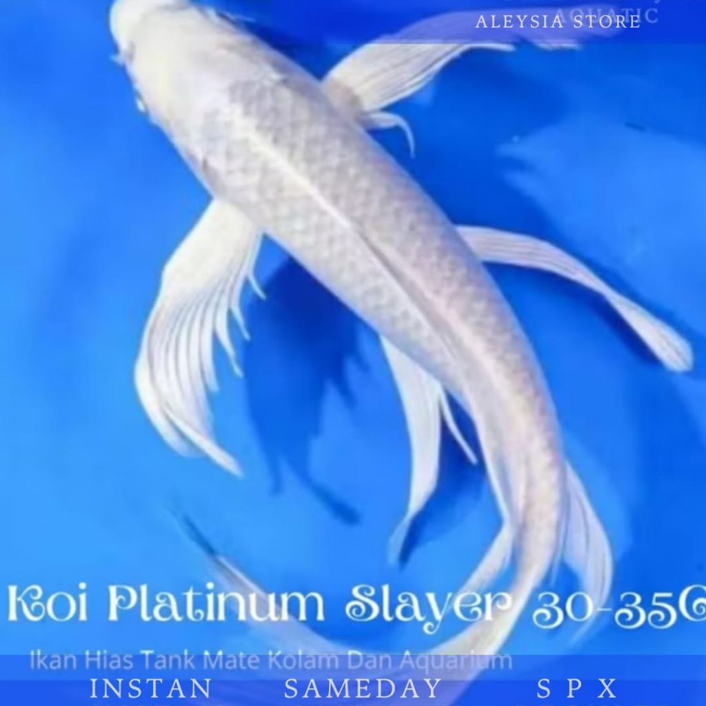 Koi Platinum Slayer Butterfly Size 30-35cm Kualitas Terbaik Hiasan Aquarium Dan Kolam