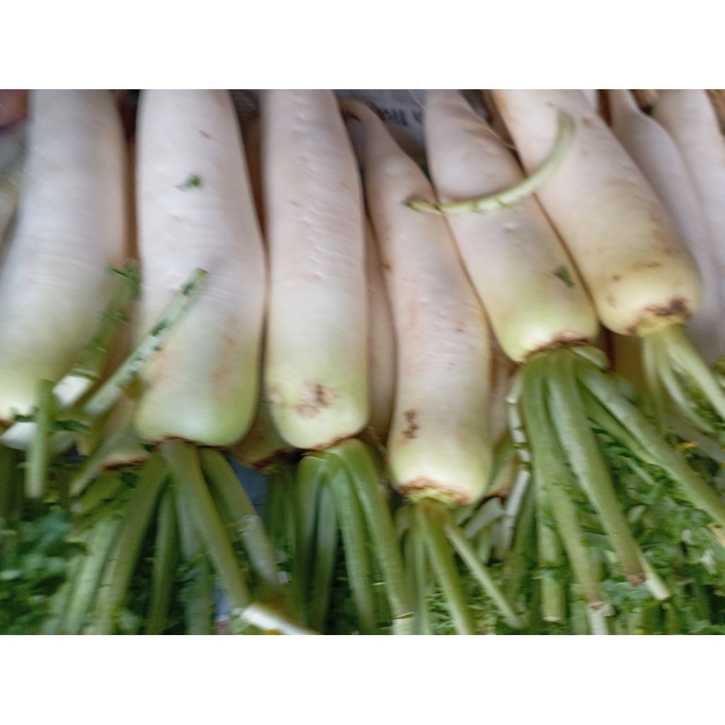 

Sayur Lubak Lobak putih segar