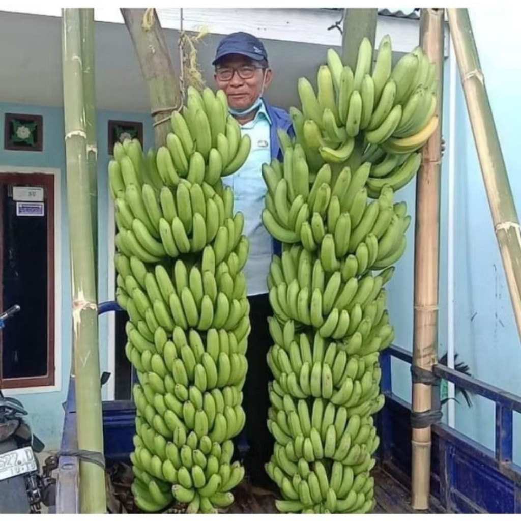 Hemat - Bibit Pisang MulyoI Dampit |Cavendish Fhia17 Kultur Jaringan